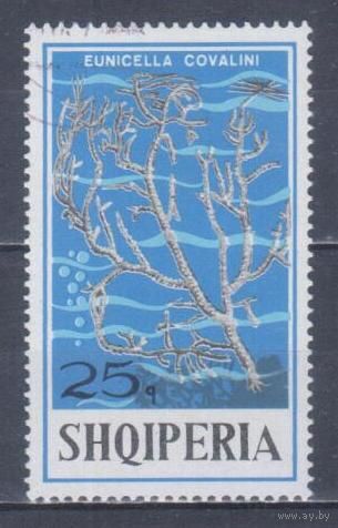 [2455] Албания 1975. Морская фауна.Кораллы и другие.25к. Гашеная марка.