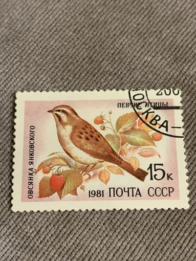 СССР 1981. Овсянка Янковского. Марка из серии
