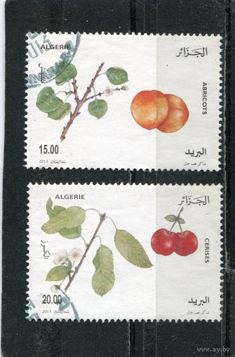 Алжир. Фруктовые деревья. Абрикос, вишня