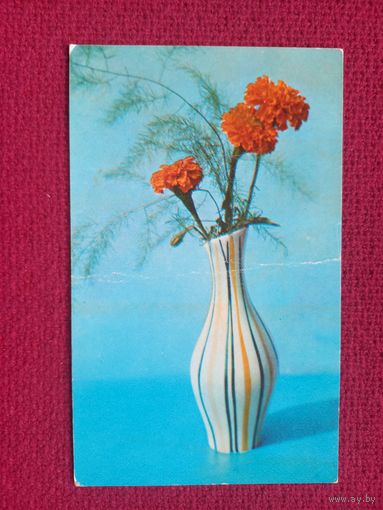 Бархатцы. Кадышева 1973 г. Кр1.