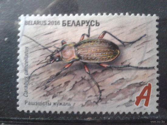 2016 Жук