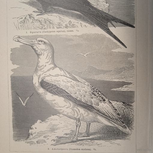 Плавающия птицы 3.4. Энциклопедическая гравюра конец 19в. Спб.   24х16см.