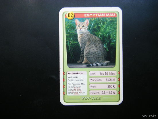Карточка КОШКИ 4