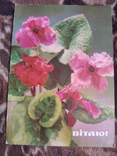 Открытка Виншую Шамшина Сольдат 1971г