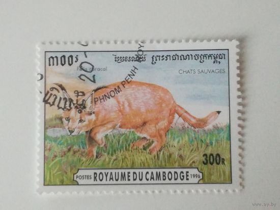 Камбоджа 1996. Дикие кошки