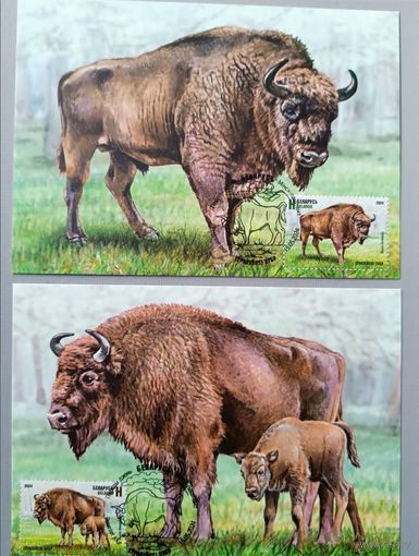 Картмаксимум "Европейский зубр", Беларусь