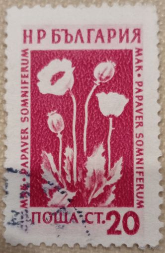 Болгария. Флора. Мак