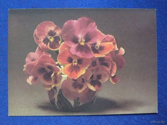 Фото Стейнерта Э., Анютины глазки, 1986, чистая.