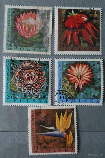 Польша цветы 5шт