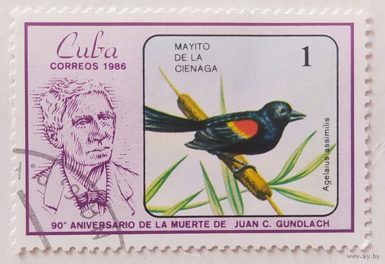 Куба 1986, птица