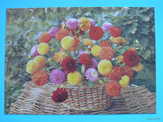 Саркисова Л., Коровина Б.(фото), Георгины, 1986, чистая.