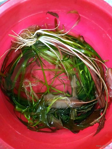 Растение криптокорина красно зеленая кустик 25см, и кустик + валлиснерия более 15шт., растет до метра, без химии и газа в аквариум. Осталась после прополки. Цена за всё. Самовывоз. Почта по РБ от 5р.