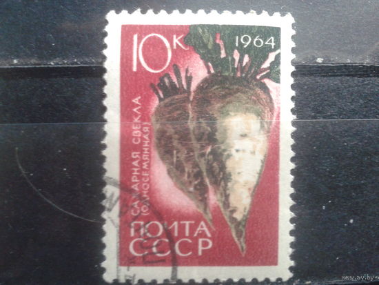 1964 Свекла