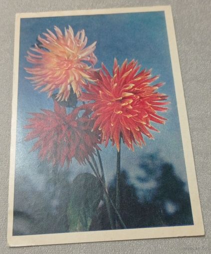 Цветы: георгины, 1956, издательство "Правда". подписана.