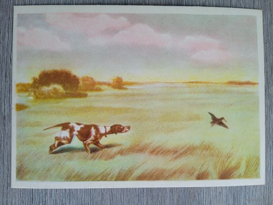 1958. охота. Курдов. По дупелю