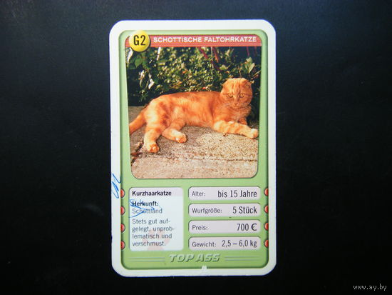 Карточка КОШКИ 5