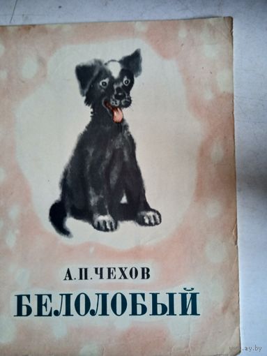 Белолобый