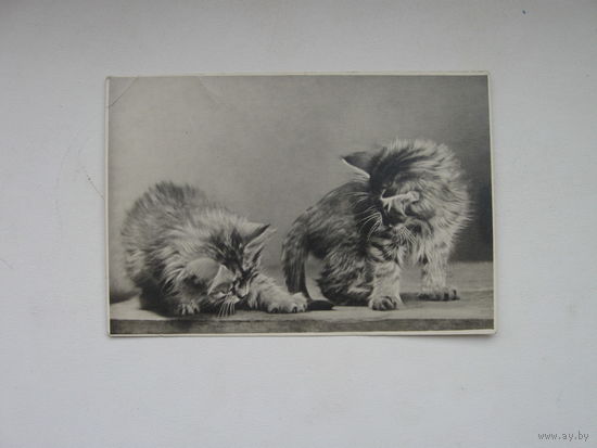 Котята. 1956г.