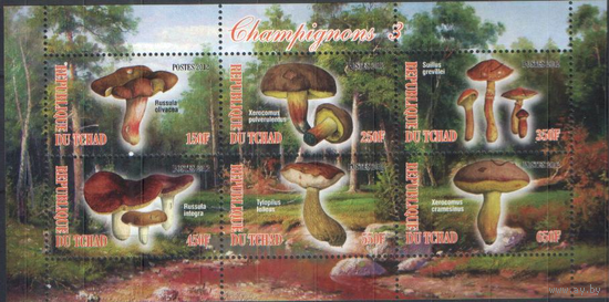 Грибы 6-3