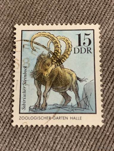 ГДР 1968. Горный баран. Марка из серии