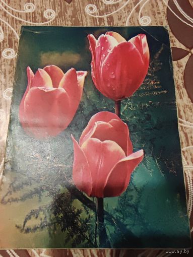 Открытка,телеграмма,подписана