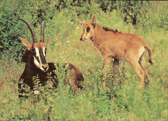 Почтовая открытка "Черные антилопы"