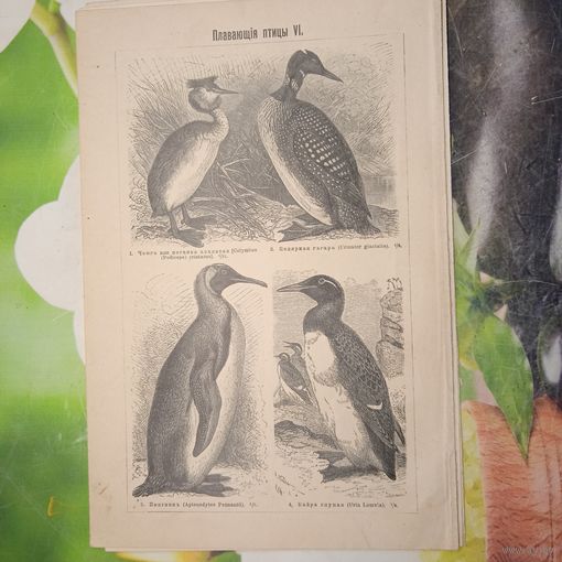 Плавающия птицы  4. 5.    Энциклопедическая гравюра конец 19в. Спб.   24х16см.