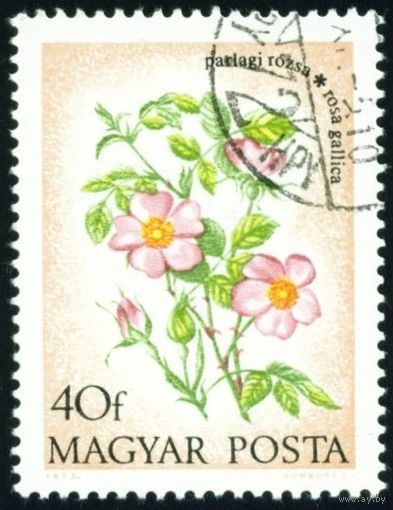 Полевые цветы Венгрия 1973 год 1 марка