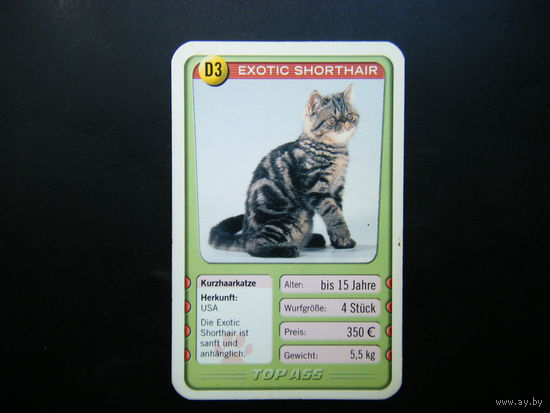 Карточка КОШКИ 6
