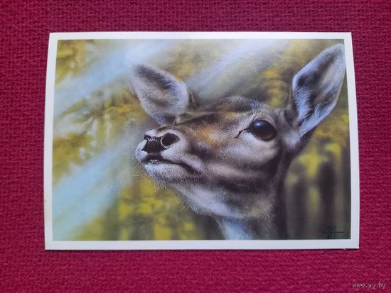 Оленуха. Исаков 1989 г. Чистая.