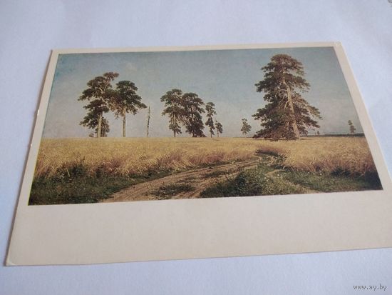 Открытка 1978г. И. Шишкин. Рожь.