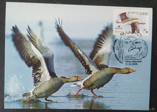 Беларусь 2010 КМ птица года, сокол пустальга .