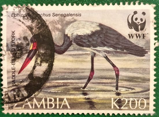 Замбия. Фауна. Птицы