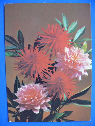 Фото Б. Круцко, Цветы, 1984, чистая.