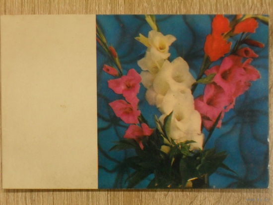 ДВОЙНАЯ ЧИСТАЯ ОТКРЫТКА СССР. БУКЕТ ГЛАДИОЛУСОВ. фото. Г. КОСТЕНКО.1971 год.