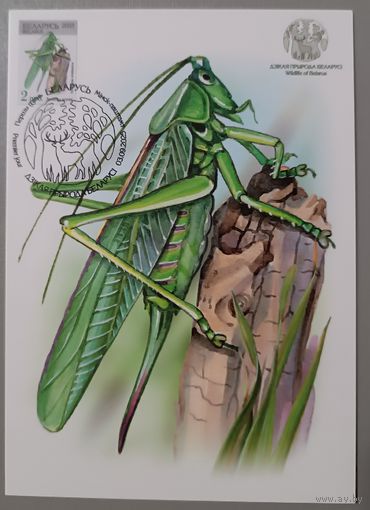 Картмаксимум "Кузнечик". Дикая природа Беларуси.
