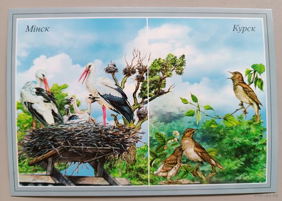Аисты, соловьи. Открытка, глянец