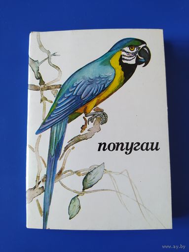 Попугаи