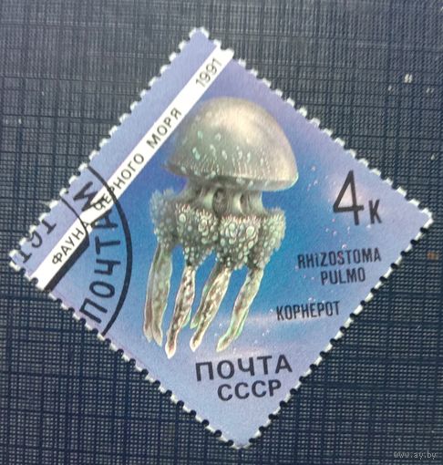 Марка СССР 1991 из серии Фауна Черного моря. Корнерот. Художник Исаков А.