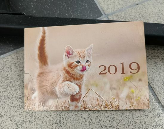 Календарик карманный 2019 рыжий котёнок