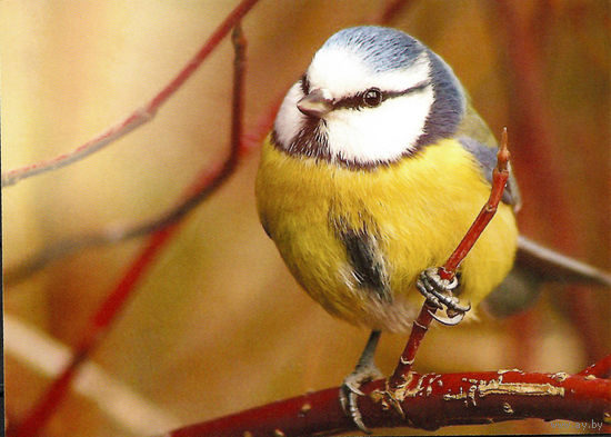 Почтовая карточка "Синяя синица"