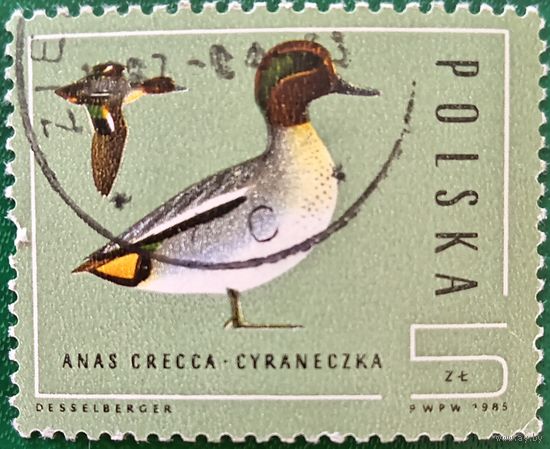 Польша 1985. Фауна. Птицы. Anas Crecca