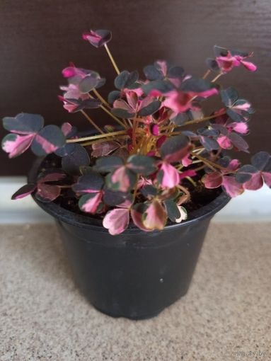 Кислица (Plum Crazy)