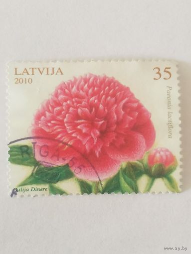 Цветы - Пионы