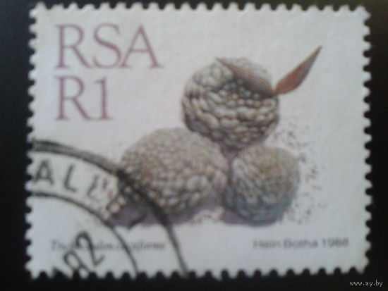 ЮАР 1988 стандарт, камнеломка