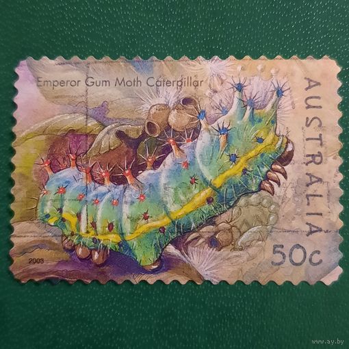 Австралия 2003. Фауна. Emperor Gum Moth Caterpillar