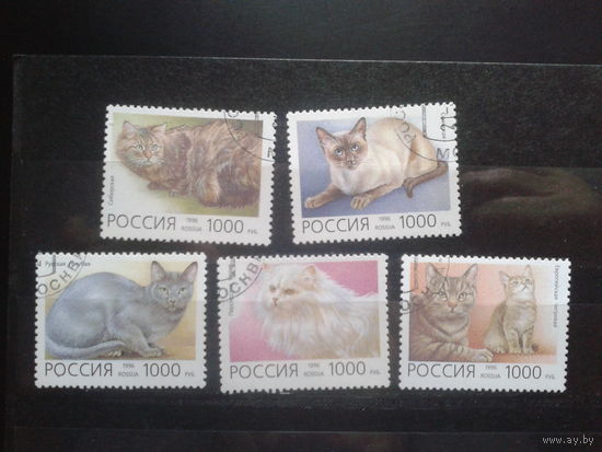 Россия 1996 Домашние кошки Полная серия с клеем без наклеек