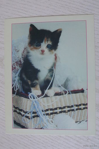 Котята; ~1990-е, чистая, МФЦП, Беларусь.