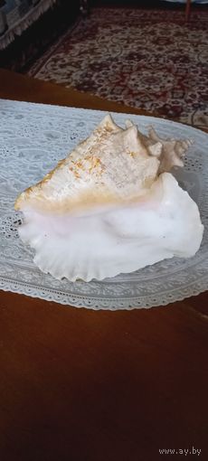 Ракушка большая 20х16