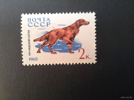 Ссср 1965. Сеттер
